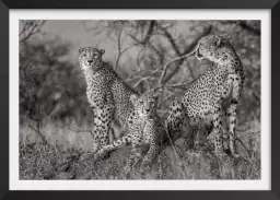 3 petits chats - poster animaux