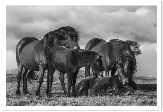 Chevaux au vent - posters chevaux