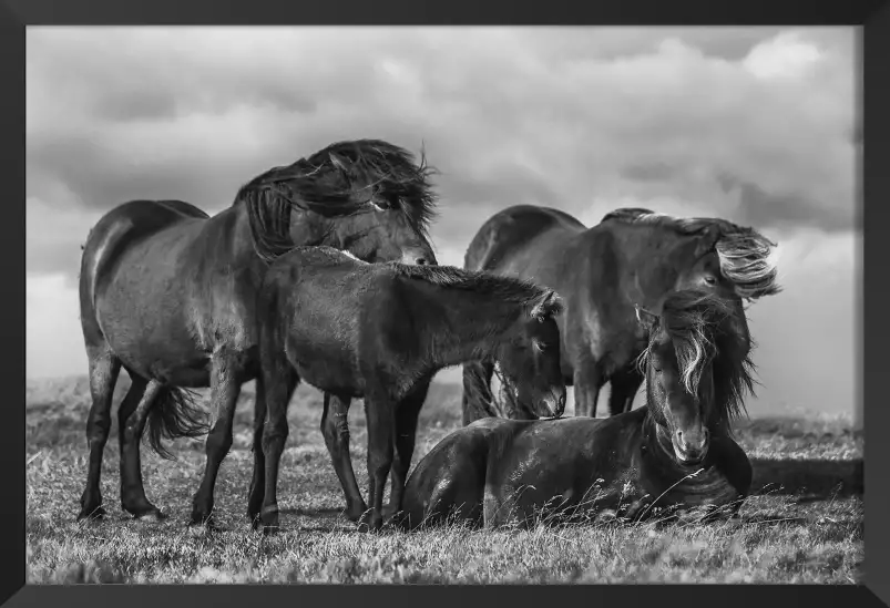 Chevaux au vent - posters chevaux