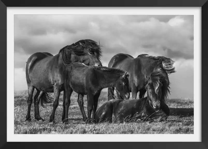 Chevaux au vent - posters chevaux