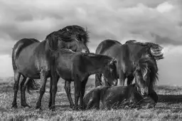 Chevaux au vent - posters chevaux