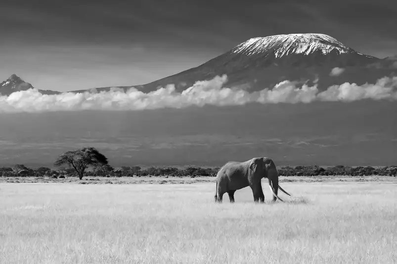 Elephant et kilimanjaro - tableau eléphant