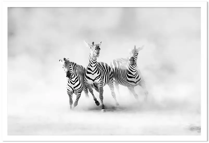 Racing stripes - poster animaux