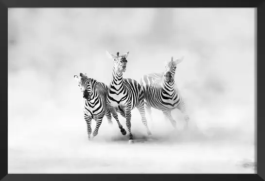 Racing stripes - poster animaux