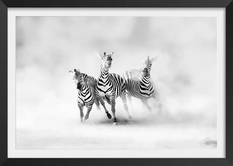 Racing stripes - poster animaux