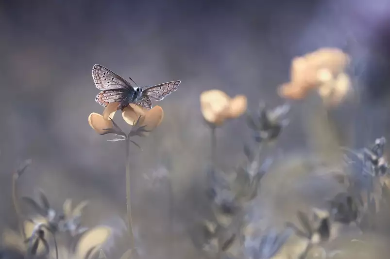 Envole toi... - paysage nature