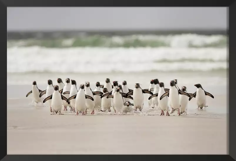 Pingouins - poster animaux