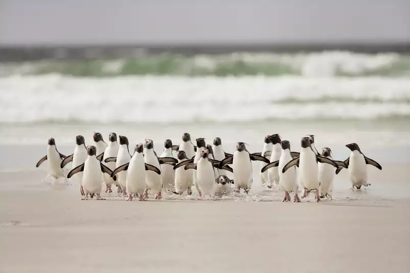 Pingouins - poster animaux