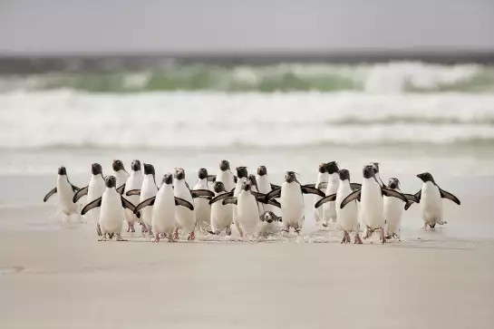 Pingouins - poster animaux