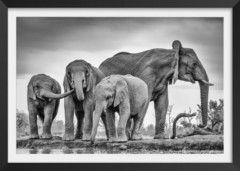 Bataille d'eau - tableau eléphant