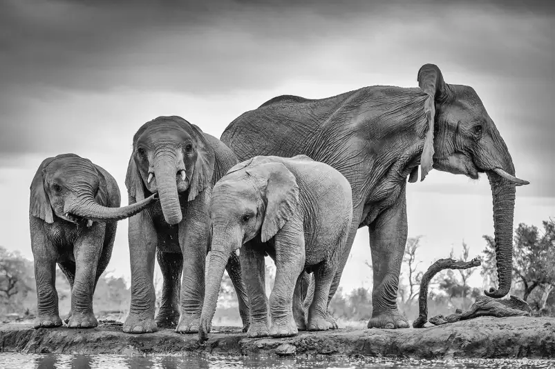 Bataille d'eau - tableau eléphant