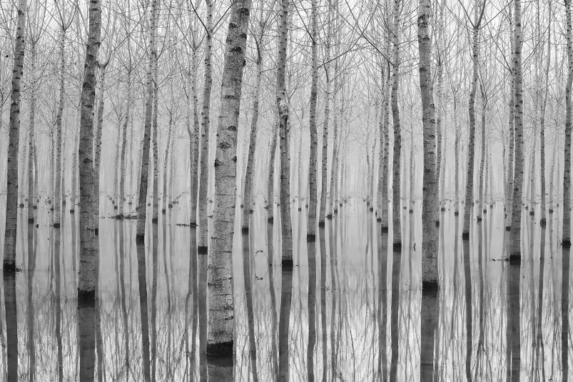 Automnale pieds dans l'eau - tableau foret