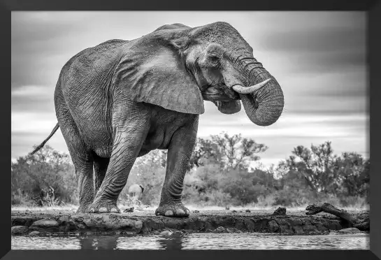 Standing proud - tableau eléphant