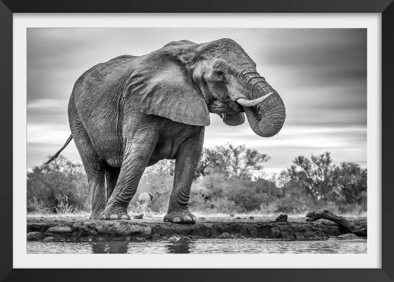 Standing proud - tableau eléphant