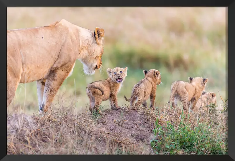 Let's go mom - cadre lionceau