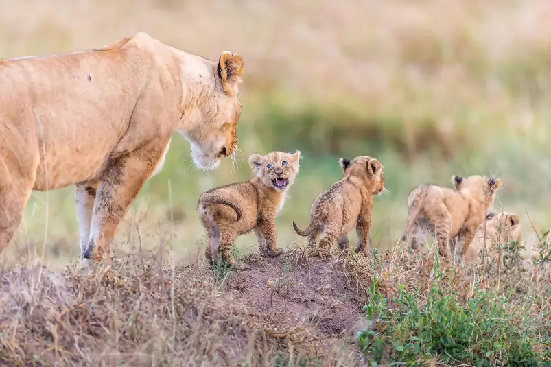 Let's go mom - cadre lionceau