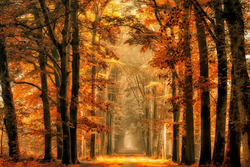 Magie de l' automne - tableau arbre