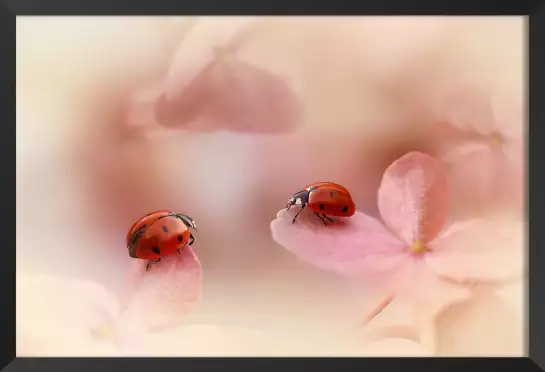 Petites coccinelles - affiche romantique