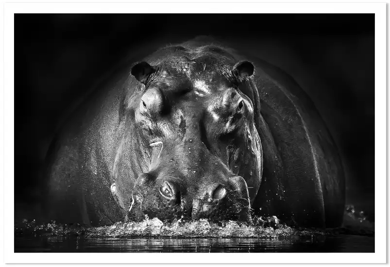 Portrait hippo - poster animaux