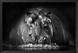 Portrait hippo - poster animaux