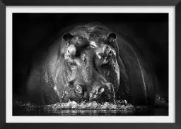 Portrait hippo - poster animaux