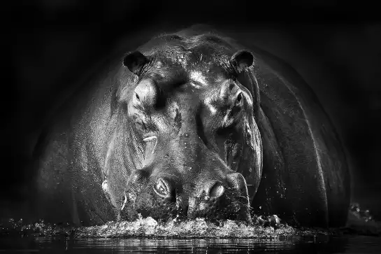 Portrait hippo - poster animaux