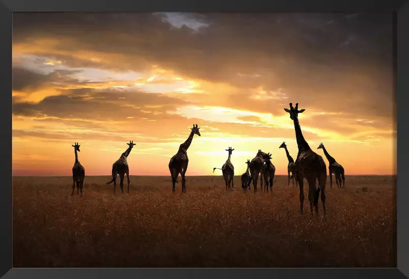 Girafes family - portrait animaux