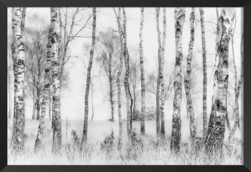 Bouleaux en monochrome - tableau foret