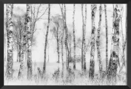 Bouleaux en monochrome - tableau foret