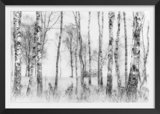 Bouleaux en monochrome - tableau foret