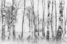 Bouleaux en monochrome - tableau foret