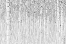 Perspective trees - tableau foret