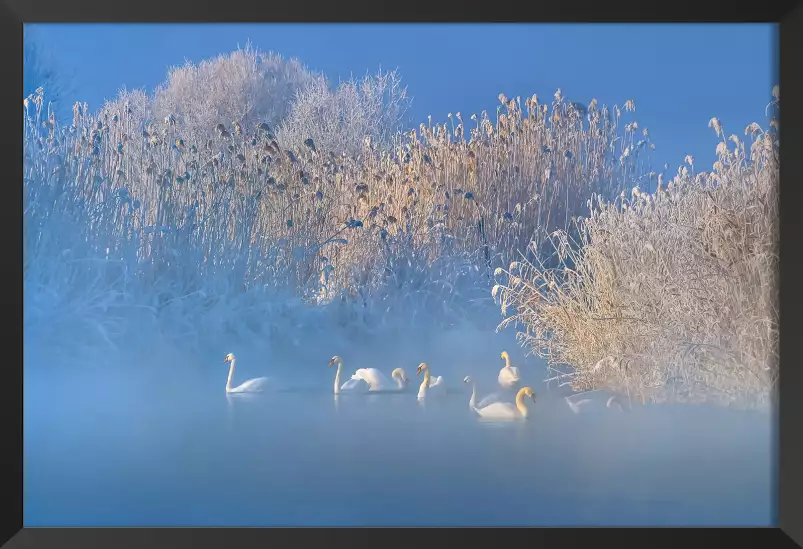 Cygnes dans le givre matinal - tableau nature