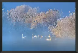 Cygnes dans le givre matinal - tableau nature