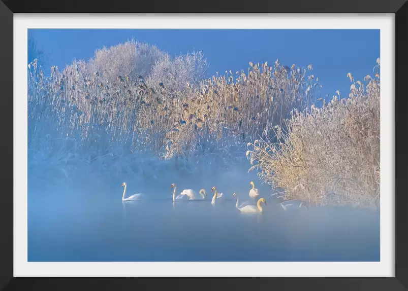 Cygnes dans le givre matinal - tableau nature