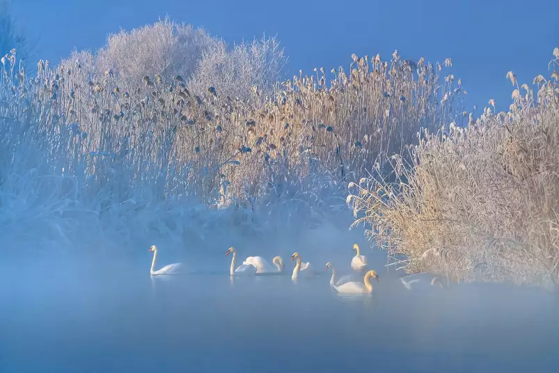 Cygnes dans le givre matinal - tableau nature