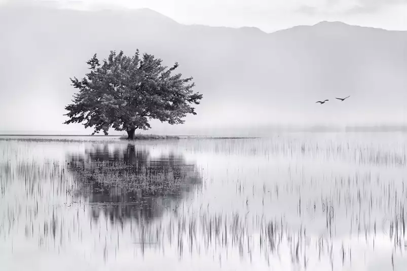 Reflets d'eau - tableaux foret