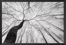 Canopée en noir et blanc - tableau foret