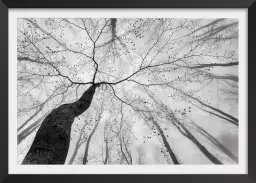 Canopée en noir et blanc - tableau foret