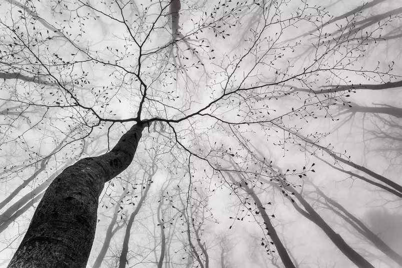 Canopée en noir et blanc - tableau foret