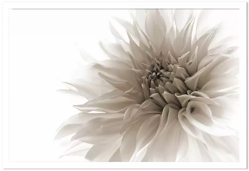 Dahlia en monochrome - poster fleur