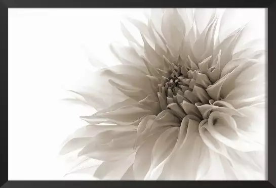 Dahlia en monochrome - poster fleur