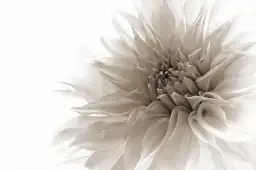 Dahlia en monochrome - poster fleur