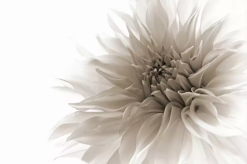 Dahlia en monochrome - poster fleur