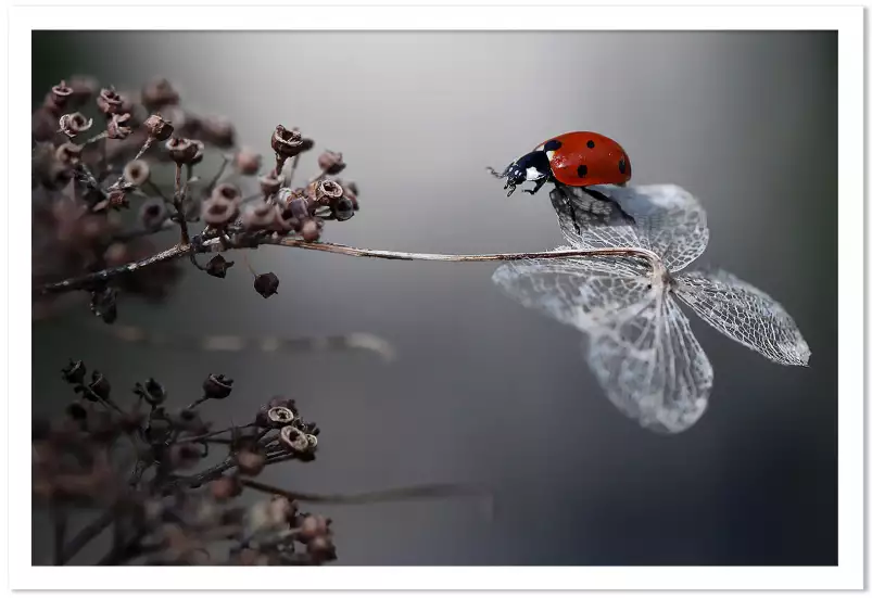 Ladybird on a poppy -