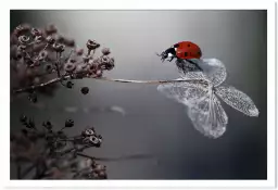 Ladybird on a poppy - tableau