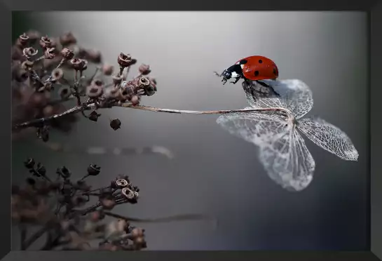 Ladybird on a poppy - tableau