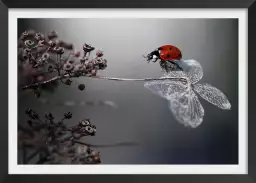 Ladybird on a poppy - tableau