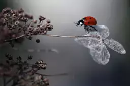 Ladybird on a poppy - tableau