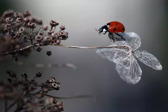 Ladybird on a poppy -